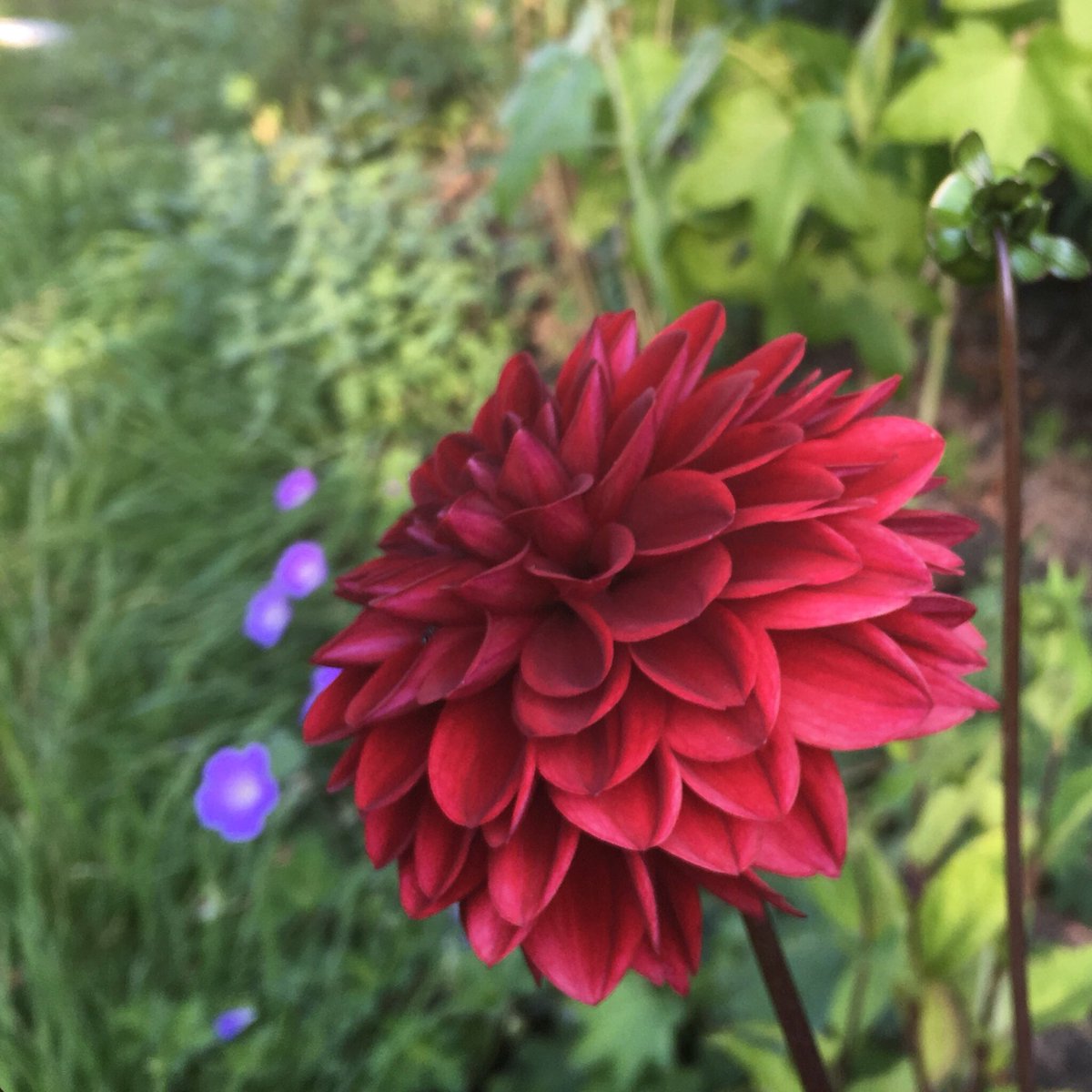 AnnaButterfGdns's tweet photo. New favourite! Dahlia Arabian Night in the border alongside our meadow area.
🌿
Tubers from @GeeTeeBulbCo. Only problem with dahlias is trying to choose from so many beautiful varieties! Do you have a favourite?
#dahlias #dahliaarabiannight #latesummercolour #latesummerborder https://t.co/wqmAjypauh
