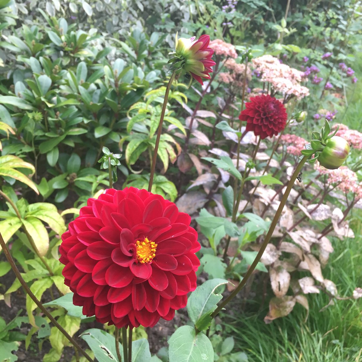 AnnaButterfGdns's tweet photo. New favourite! Dahlia Arabian Night in the border alongside our meadow area.
🌿
Tubers from @GeeTeeBulbCo. Only problem with dahlias is trying to choose from so many beautiful varieties! Do you have a favourite?
#dahlias #dahliaarabiannight #latesummercolour #latesummerborder https://t.co/wqmAjypauh