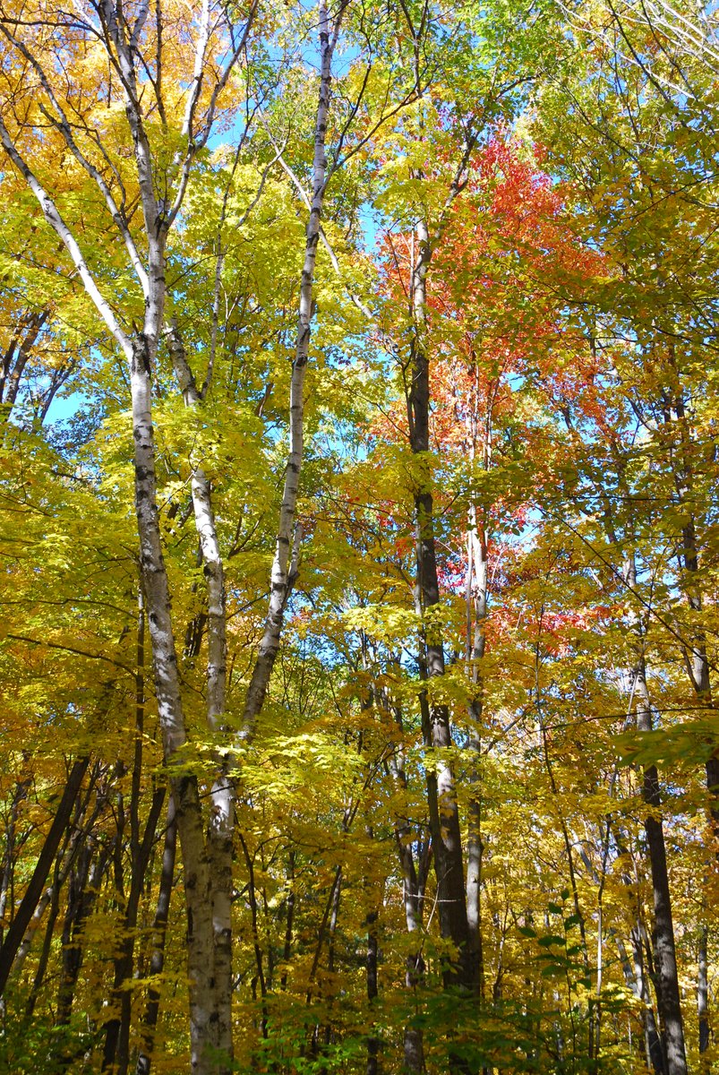 SibbaldPointPP's tweet photo. We're transitioning into one of the most beautiful seasons Ontario has to offer. There's still plenty of time to enjoy Sibbald Point's scenery - camping is open until October 14th, so come check out the crisp colours of fall #fallfornature https://t.co/ipOmeTZUlt