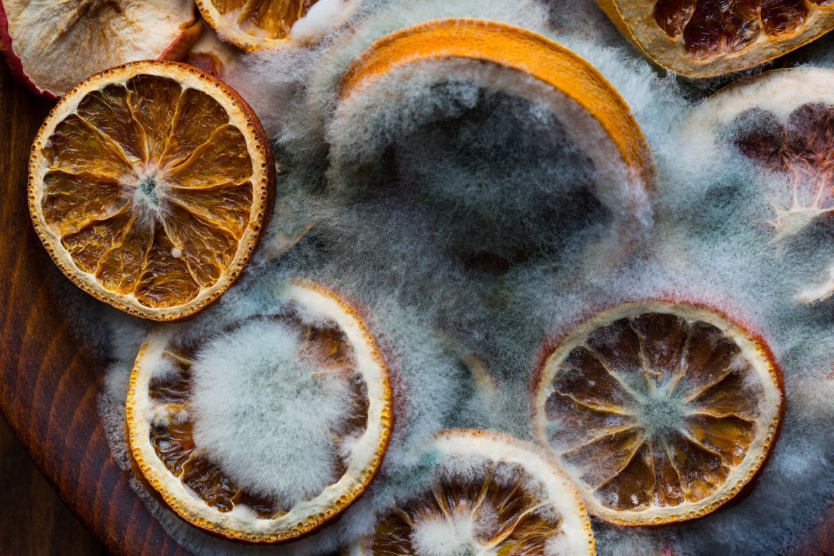 sciencePNNL's tweet photo. Why is #mold fuzzy? https://t.co/LA4HGISsJ2 @LiveScience #fungi #science #scienceandfood https://t.co/MaaWatC0tg