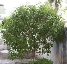 ProfullaChandr4's tweet image. 