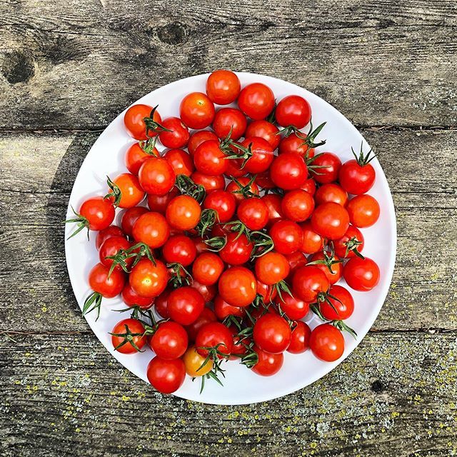 ryanjanecek's tweet photo. I might not have any friends but my tomatoes are 11’ tall? https://t.co/9HqdEY7Jk8 https://t.co/gew0H4xHZC