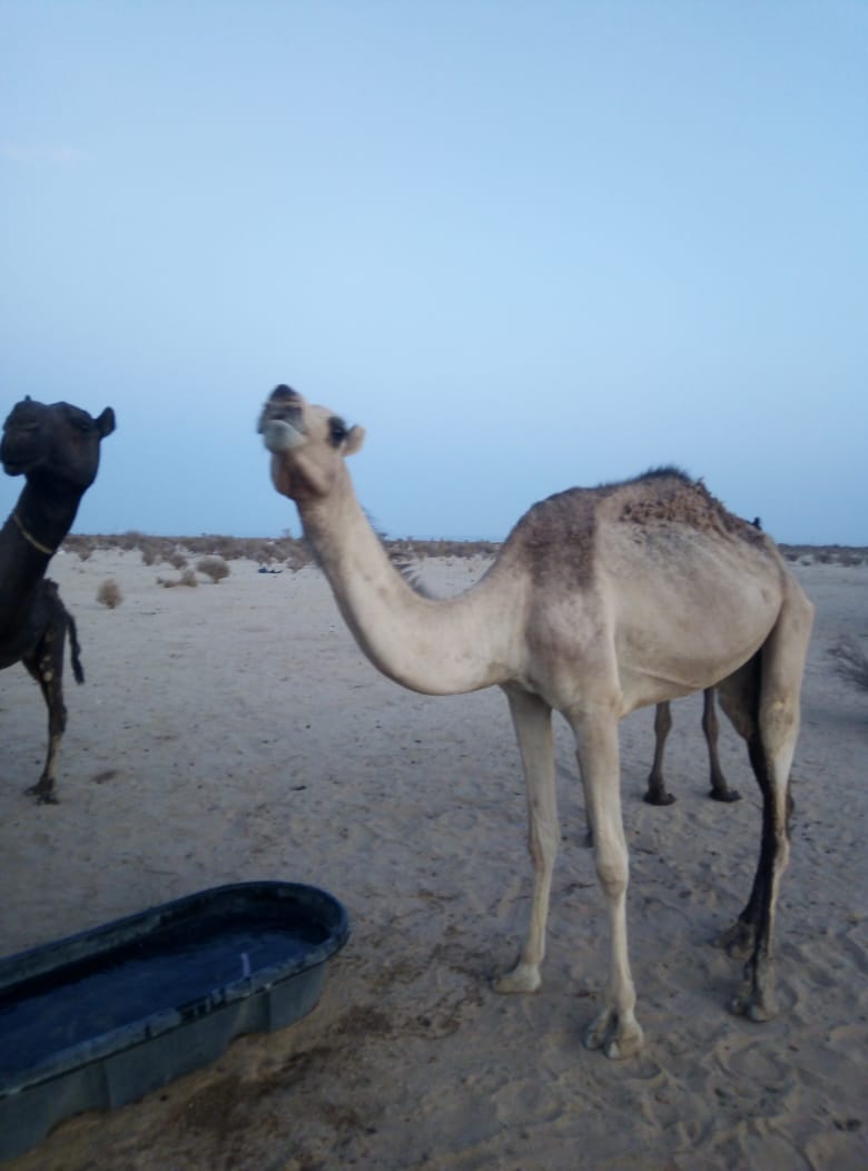 AAZaaa09's tweet photo. الذاهبه
ابشر بها يا راعيها
هاذي لها معي تقريبا شهر ما جاء لها نشاد وسبق أعلنت عنها في القروبات أعلن عنها مرة ثانية عسى الله يعقل على راعيها
0556362588 https://t.co/GLoM443LUZ