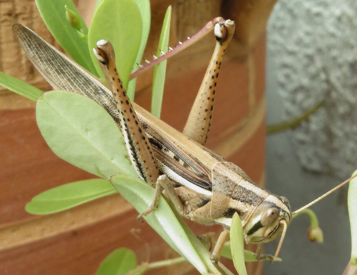 kurdaeterna's tweet photo. 🦗🦗🦗🦗🦗 https://t.co/nWQFHijiVd