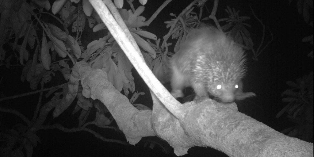 NationalZoo's tweet photo. ๐ท Streaked dwarf porcupine were only known to be in northern Peru until this #Cameratrap captured this individual passing through. After some additional research, scientists extended this species known range by 900 km (559 miles)! #ConservationCam https://t.co/4X34vcUUuP