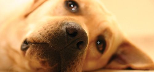How does your dog read your body language?
Here are some ideas... buff.ly/2HNaelS via <a href="/ModernDogMag/">Modern Dog magazine</a> 

#welovedogs #DogsofTwittter #cleverdog