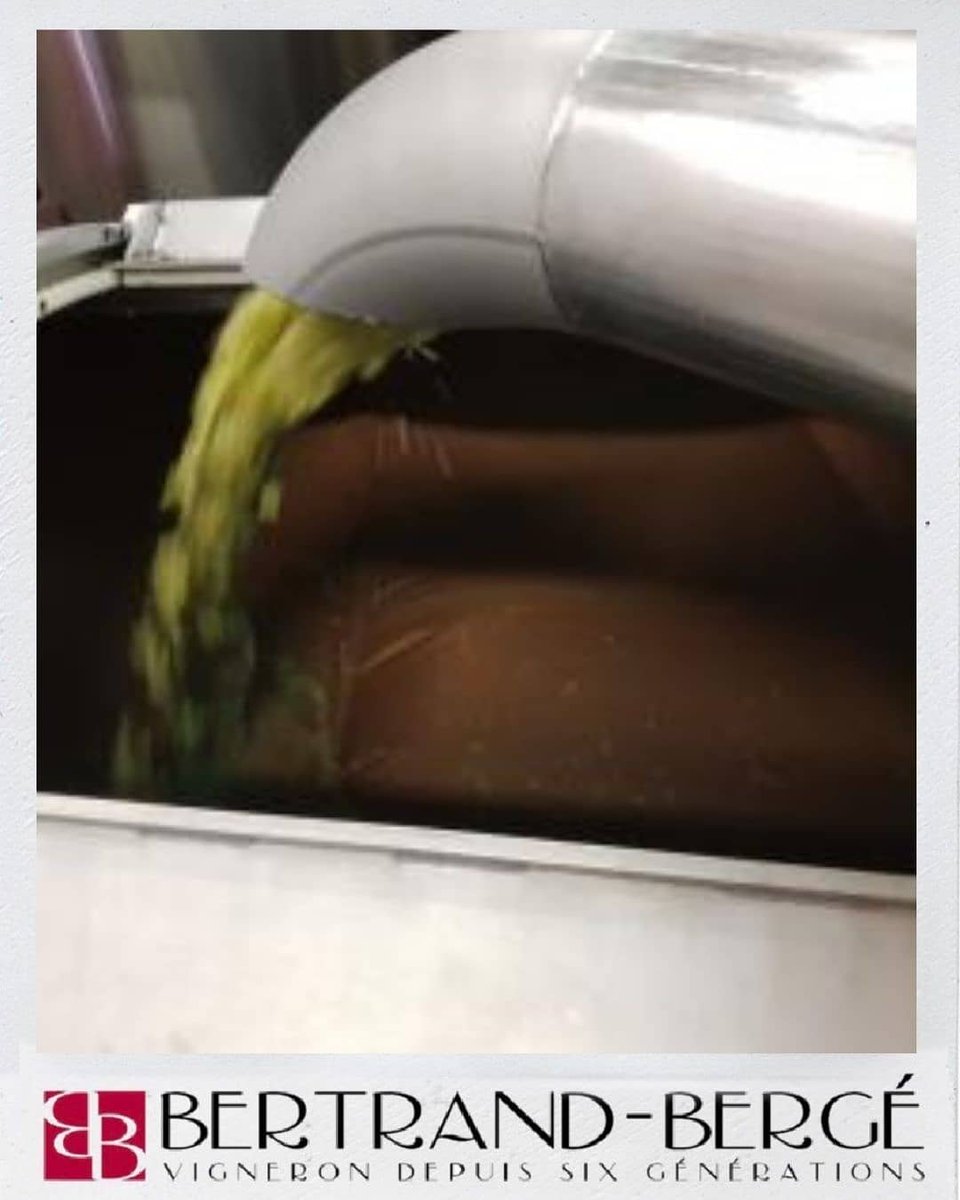 BergeDomaine's tweet photo. 👉🏻 Top départ pour les vendanges de nos blancs! 😉🍇
.
✅ Les jus sont excellents et présagent un super millésime ! 
.
 #rivesaltes #muscat #winelover #igpvalledutorgan #tropcontents #wine #millesime2019 https://t.co/hbLS8wEqpw
