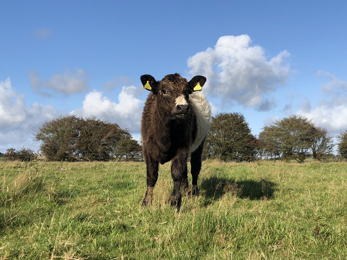 newlandfarm's tweet photo. Star and Snip #SimmentalX https://t.co/bb9BtSJ47q