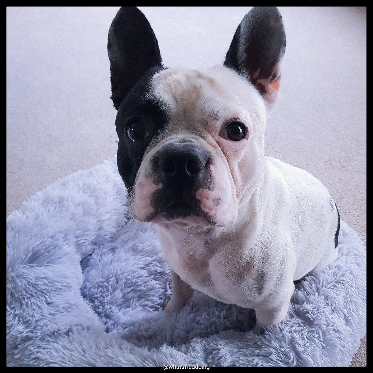 whatsfreddoing's tweet photo. My new bed 

#mynewbed #newbed #loveit #calmbed #calmingbed #bed #sosoft #comfy #calming #whatsfreddoing #fredsadventures #fred_the_frenchie #frenchiefred https://t.co/jJkPwHHf8O