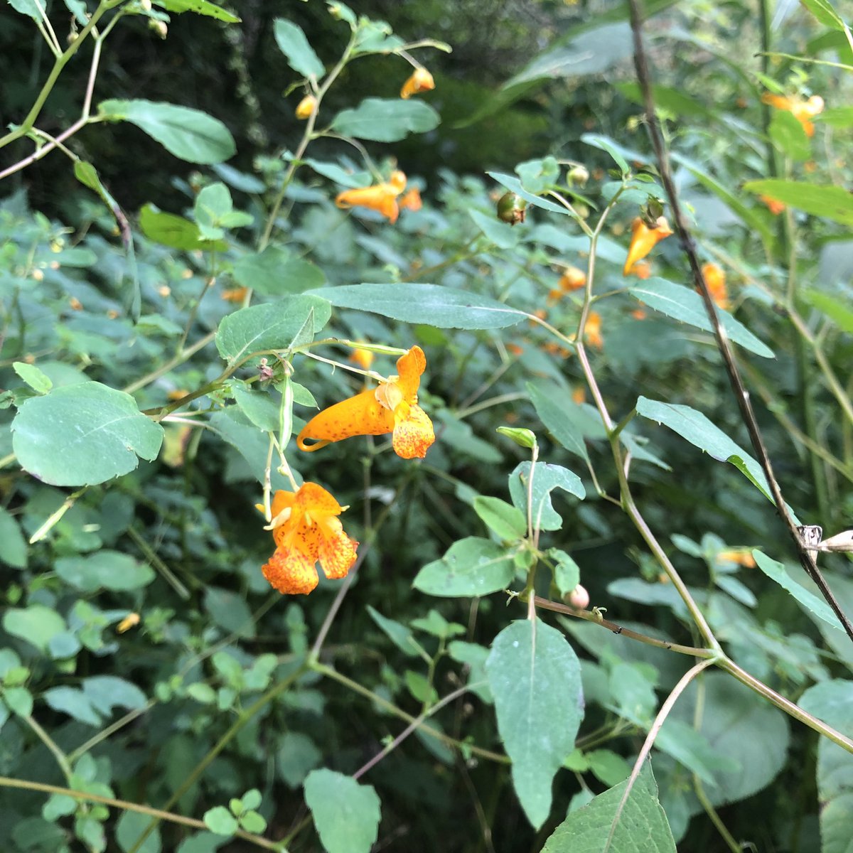 A little color on the backpacking trail at Shades State Park.