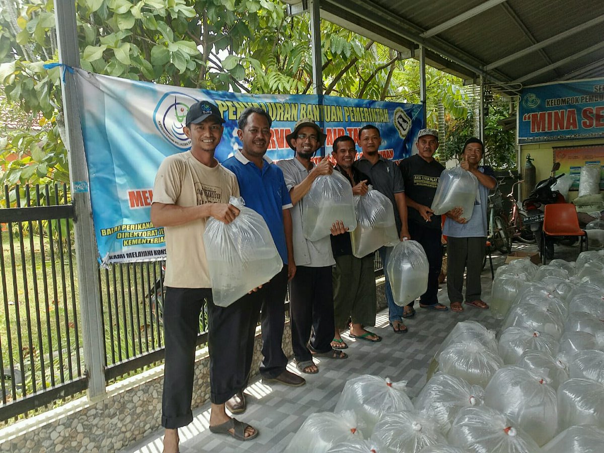 DJPB_SEIGELAM's tweet photo. Semangat pagi sobat budidaya. #Bpbatsg_jambi melanjutkan penyerahan bantuan larva patin siam umur 1 hari tahap pertama sebanyak 2.850.000 ekor kepada 4 (empat) Unit Pembenihan Rakyat anggota Pokdakan Mina Sepakat Jaya Kota Pekanbaru Provinsi Riau.
@BudidayaKKP 
@s_soebjakto https://t.co/DoPAOY5Zrl