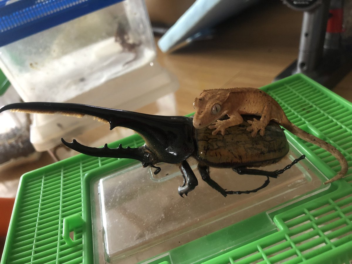 ダッツ@C collection tweet media