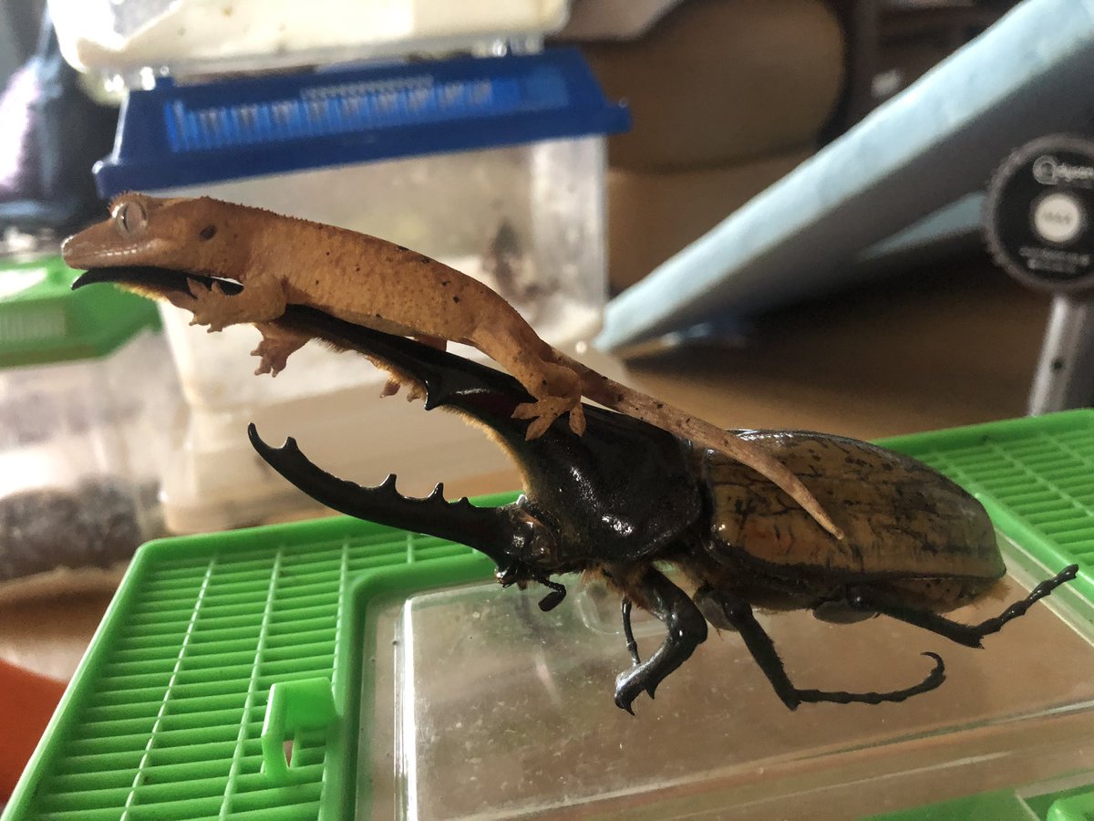 ダッツ@C collection tweet media