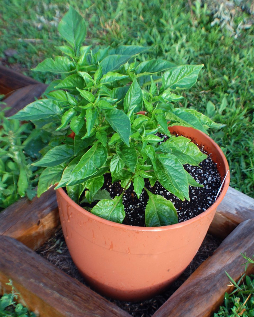 Zone9Garden's tweet photo. This is one of the Many plants I have brought indoors to help them survive the #hurricane.  Make sure part of your #hurricanedorian garden prep involves moving all potted plants indoors.  If you dont have a garage, put down an old sheet and keep the lights off. #florida https://t.co/ECXGw4up3i