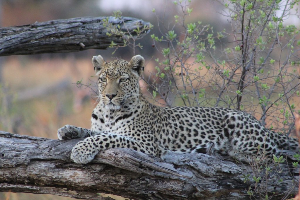 PageTeach's tweet photo. Cats on Cats on Cats in Moremi-Khwai https://t.co/GWOPONOOEt https://t.co/lavoGygMXt