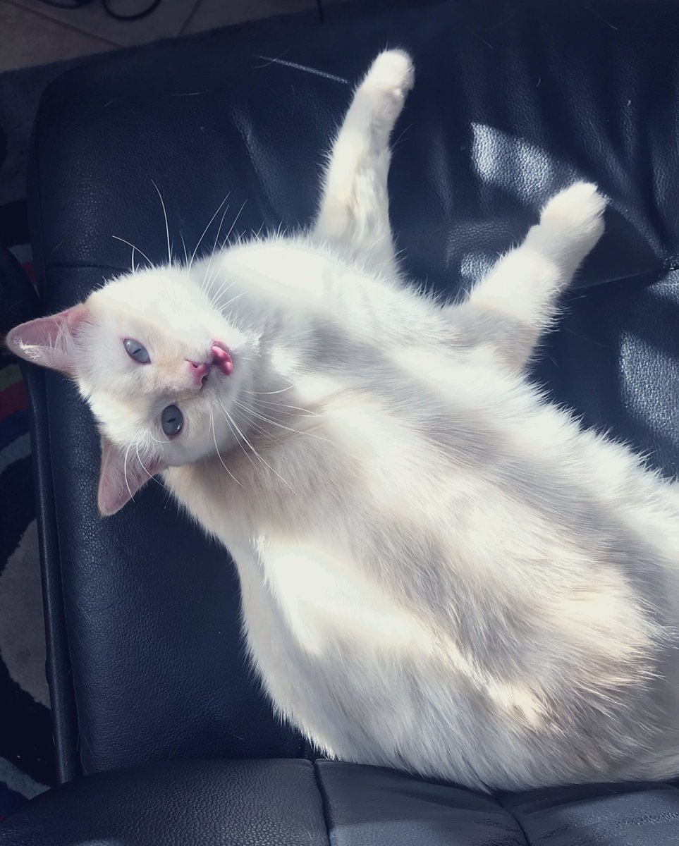 3rdvirtueRec's tweet photo. This psycho is spending  #Caturday being derpy! https://t.co/Px5urfVxsf