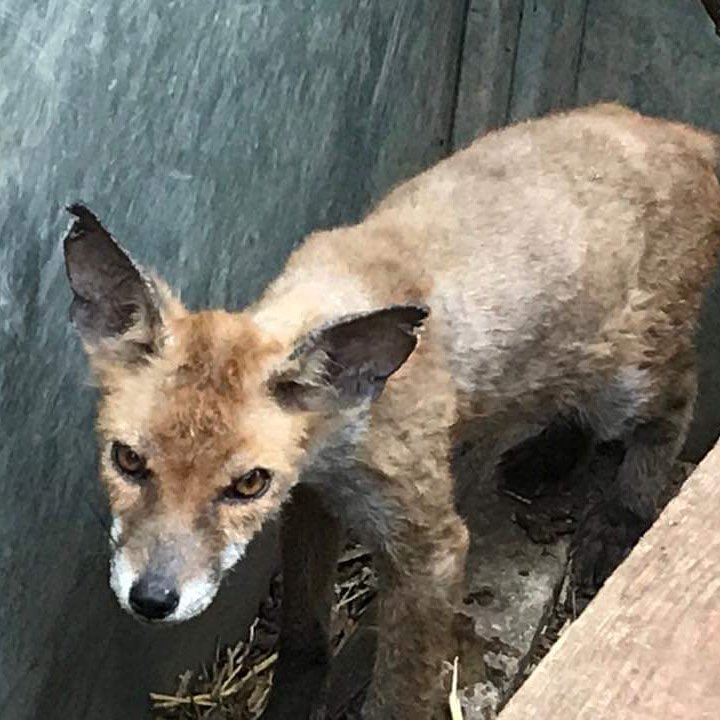 CuanWildlife's tweet photo. #fox
#lookingmuchbetter https://t.co/YmxpP3DtCx