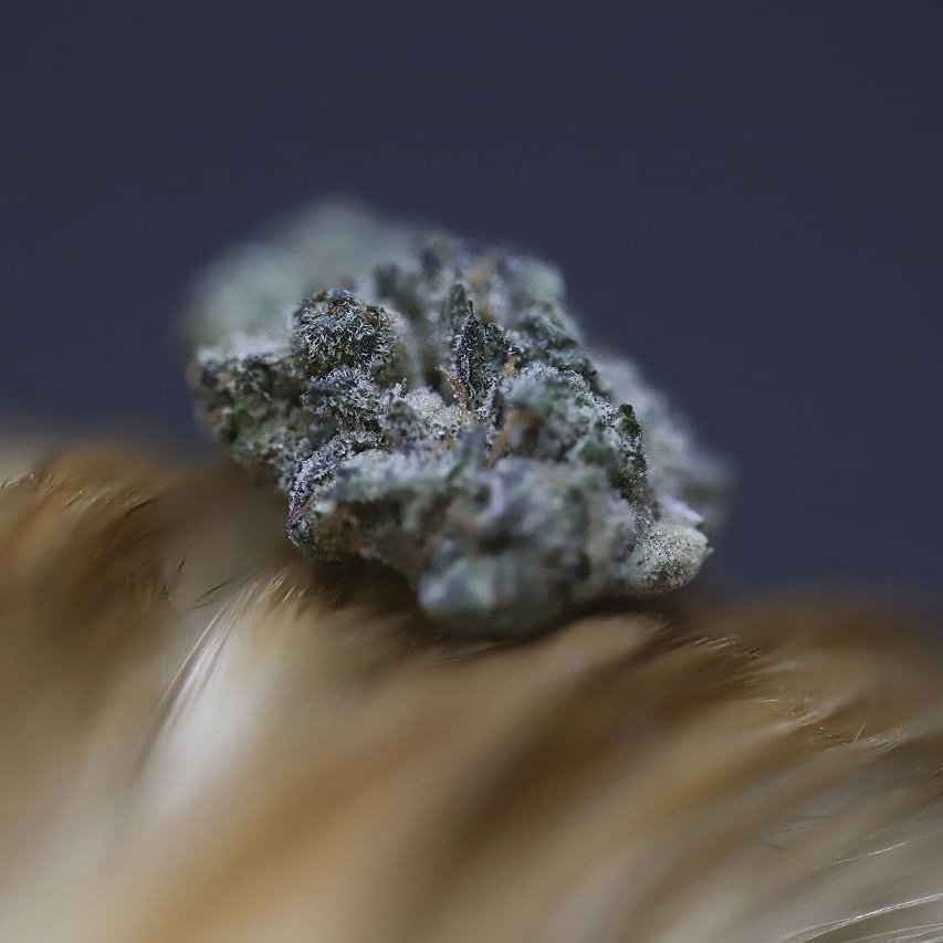 MJBlogCanada's tweet image. Best thing to do on Saturdays is party and smoke! 😉 RT if you agree

#stonerfam #MJBlog #highlife #SaturdayMood #weekend #highsociety #stayhigh #stonernation #IamCannabis #cannabis #cannabiscommunity #weed #marijuana #cannabisculture #hightimes #smokeweedeveryday #cannabiscanada