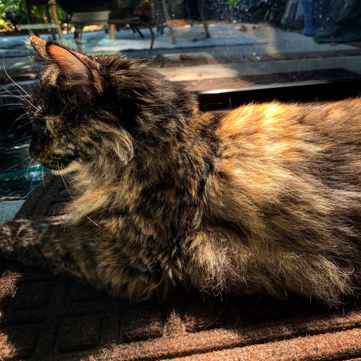 Riz23's tweet photo. Cammy’s winter colors are coming in. Looks like this year she’ll have more red than in years past. Never knew just how much her coat could vary from year to year. #PoofyCatsOfTwitter #FluffyLegs #PoofyTail #Cammy https://t.co/3w0QrqGeCF