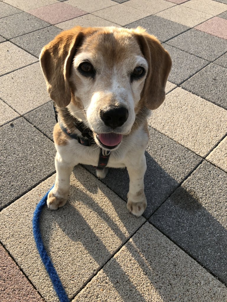 おじさん犬