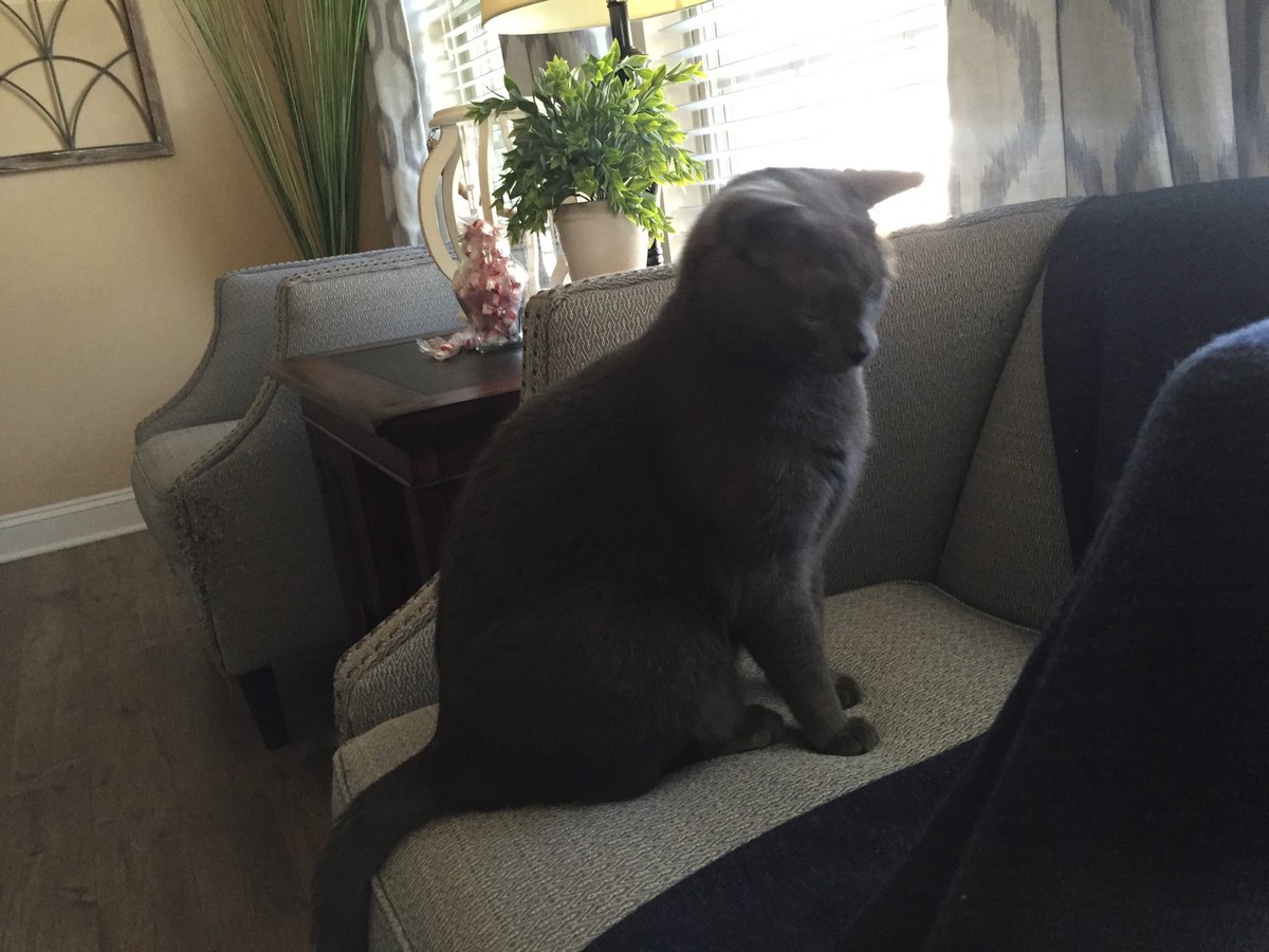 meow_CandW's tweet photo. How upset will da hooman get if I shred this? Challenge excepted. #ChickenKitty #KittyThoughts #CatsOfTwitter https://t.co/2o4XIakuBT