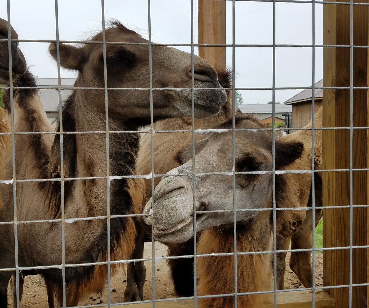 KimMerville's tweet photo. Some Bactrian Camels 🐫🐫🐫🐫 #TwoHumps @keystonesafari1 https://t.co/FNVc8P1ryM