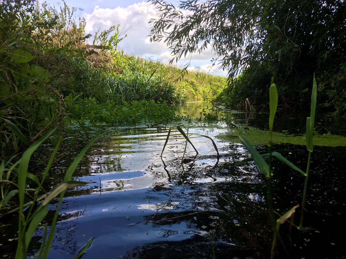 RyCrocker's tweet photo. Another round of sampling completed! The lack of rain was a nice change of pace too 🌞 #PhD #SomersetLevels https://t.co/4C89zGiB4B