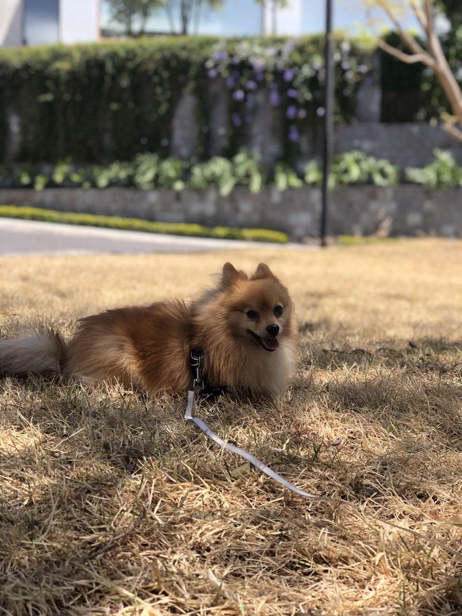 TomCooperNico21's tweet photo. #Thomasito y su tío Horse 
 #ToMmY #AgUgU #CoQuiTo 😍💖🐕🐶💖😍 https://t.co/XbJFId8PDj