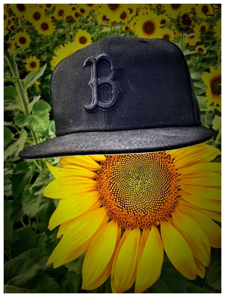 L82twatmytweet's tweet photo. Last moments of #summer #boston #sunflower #Newbury #ColbyFarm https://t.co/9MULzHyfJs