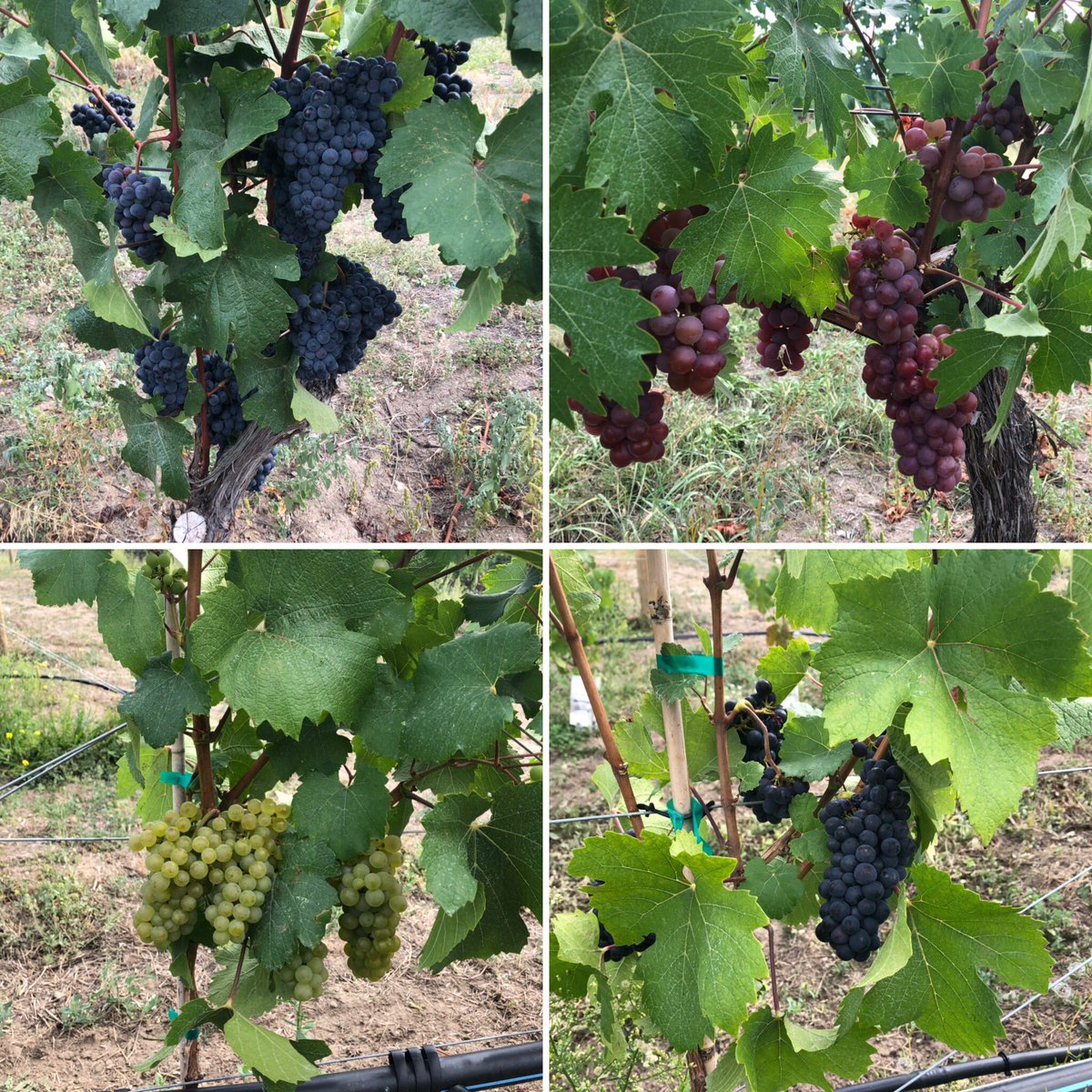 RocheWines's tweet photo. Last day of August, time for a grape update! The Schonberger is starting to taste pretty delicious, not long until harvest now.
#fromvinetowine #rochewines #familyowned #organicallyfarmed #frenchtradition #bcwine #naramatabench #teamroche #vineyardvines #winery https://t.co/4Bmaz5EwsB