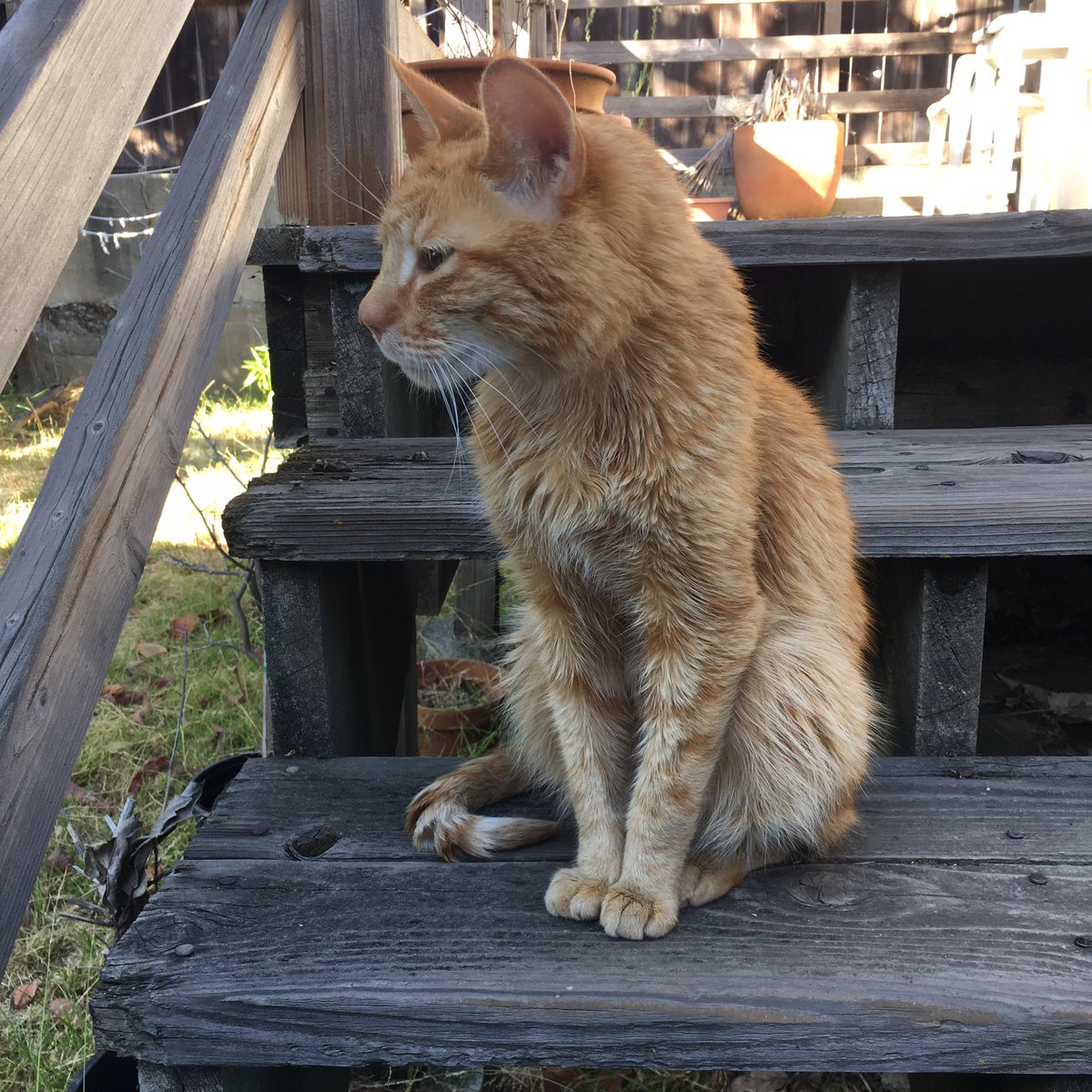 factorialcat's tweet photo. Breezy summer day. 😻 #caturday https://t.co/gccFrOTXpS