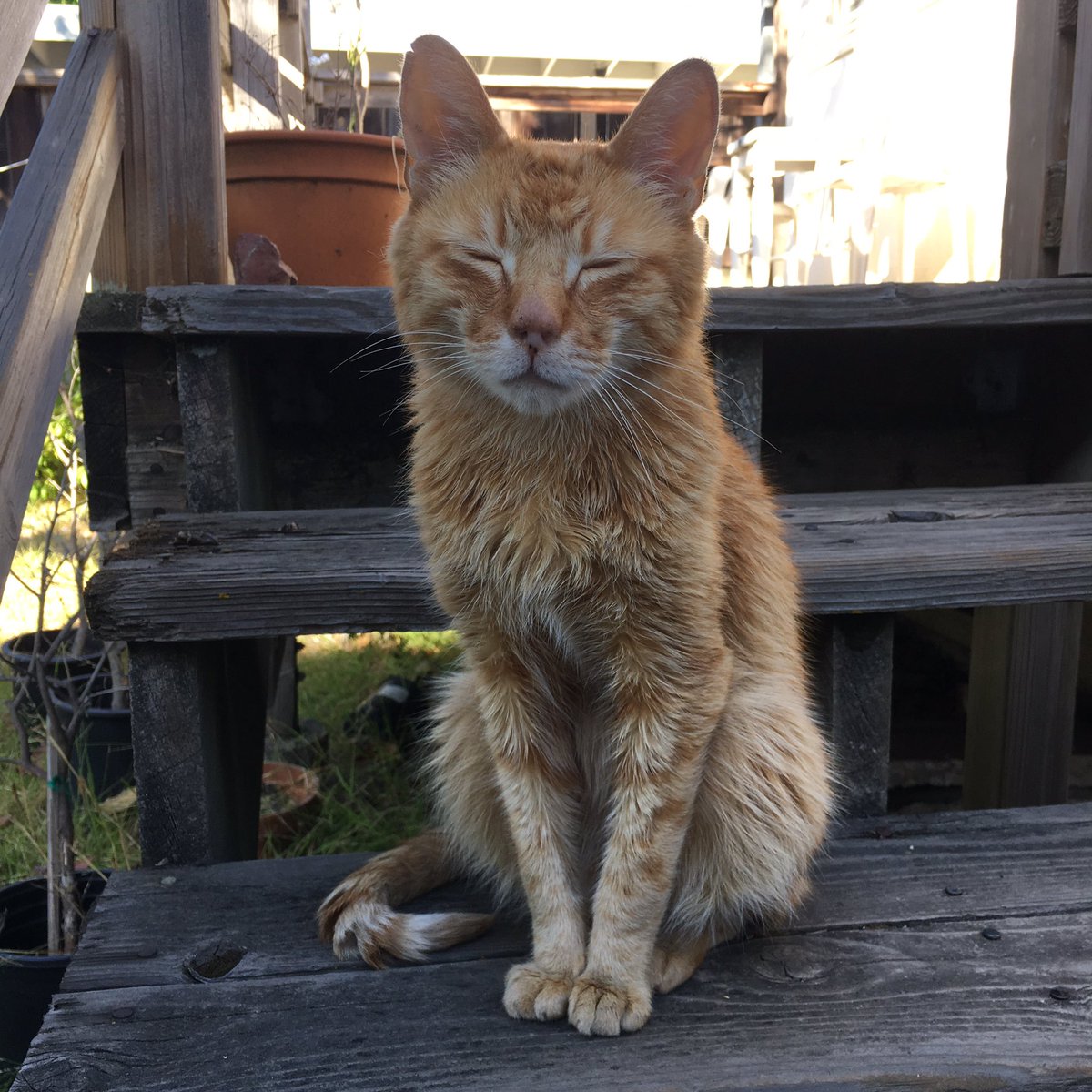 factorialcat's tweet photo. Breezy summer day. 😻 #caturday https://t.co/gccFrOTXpS
