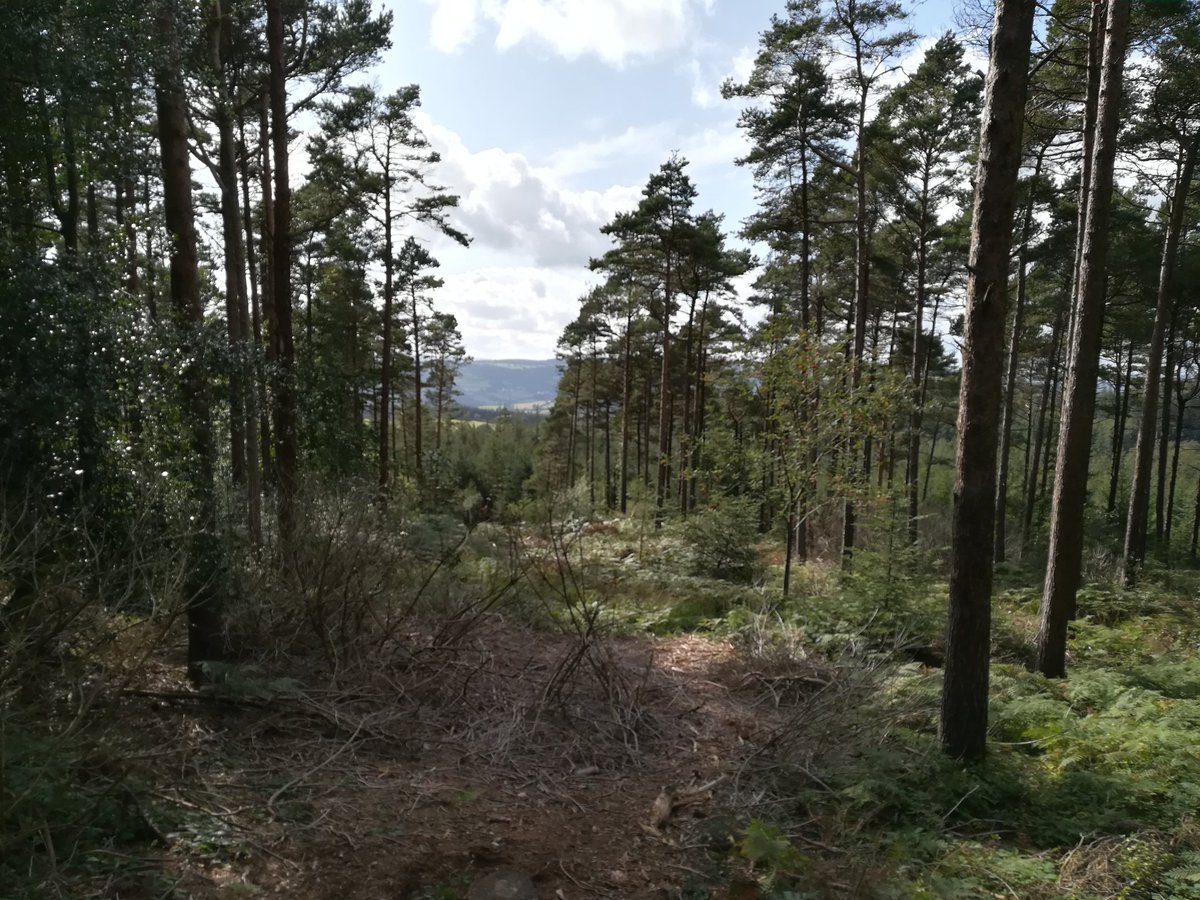 bethicillin's tweet photo. Mountain biking was mostly fun, though I can't say I entirely recommend accidentally colliding with a bridge and forcing rather delicate bits of one's anatomy into the crossbar... #PassTheIce #NoBrokenBonesThough https://t.co/NJ6JLGobpv