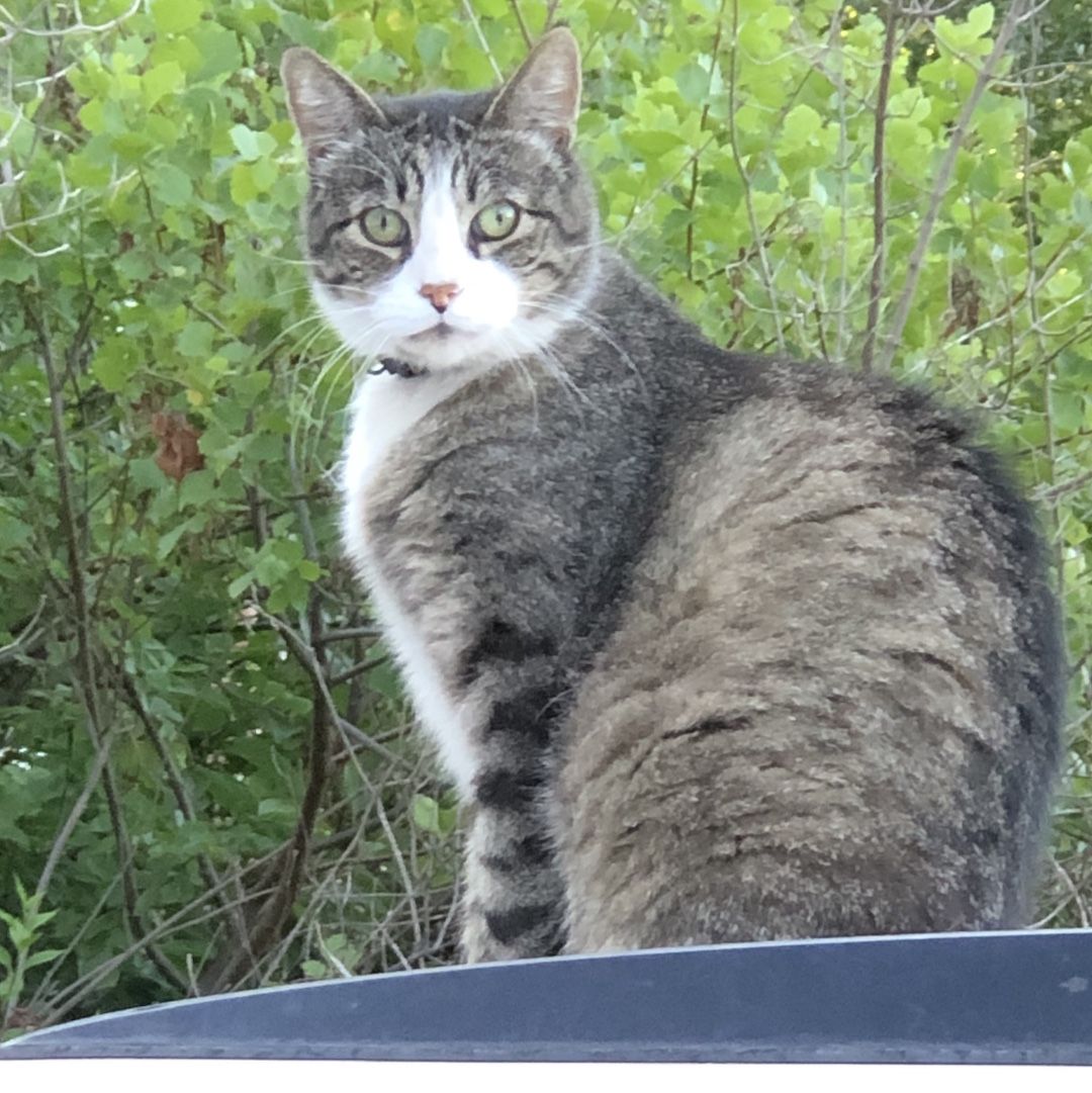 Our cat, Socks was none too happy I was photographing him.

#Cats #Cat #CatsOfInstagram