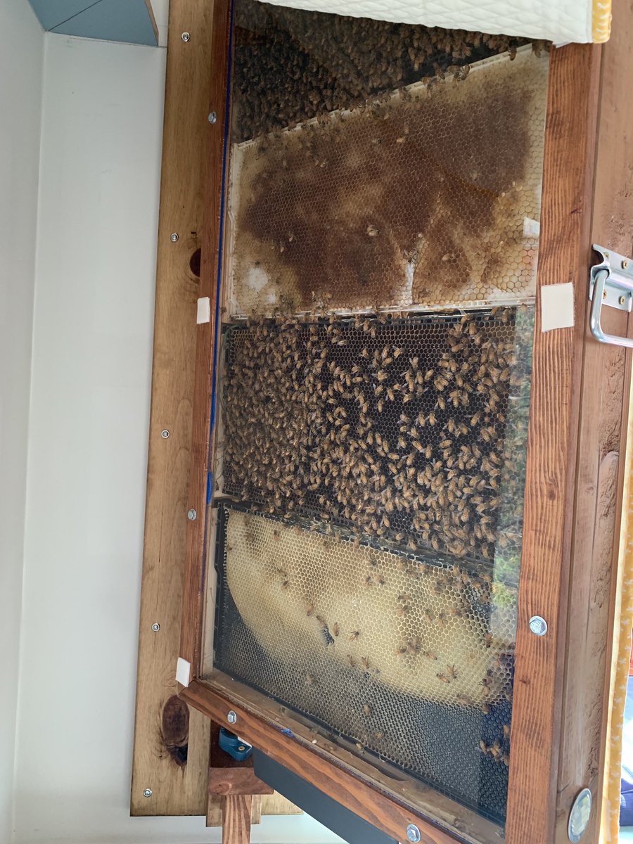 andrea_leask's tweet photo. Look what’s “Buzzing” at Range Lake North School! What a great way to start the school year- our hive has arrived! Come learn with us. @TheBeeCause  #innovationyk1 #rangelakenorth https://t.co/3J8wfrMfdW