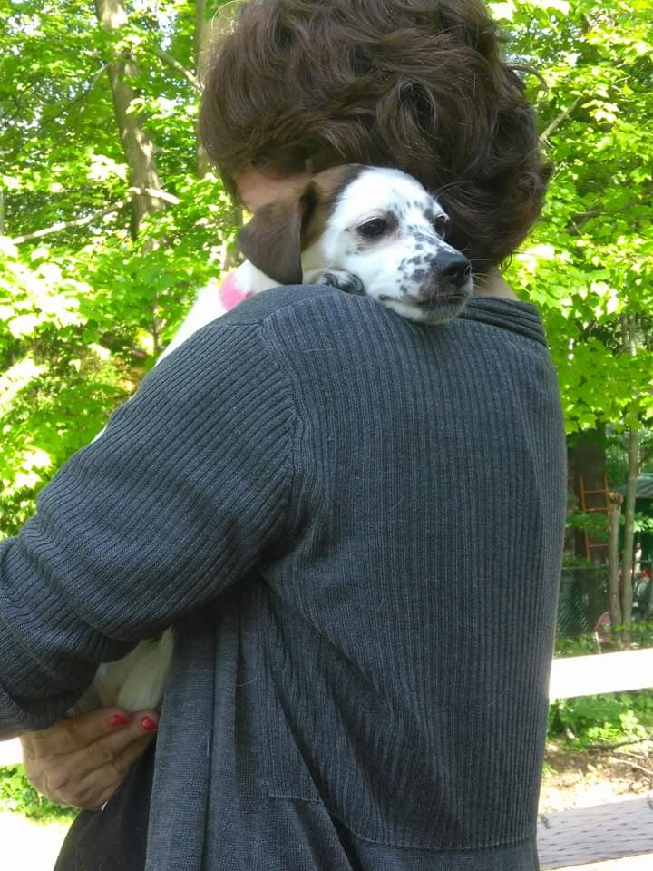 TraceyACraft's tweet photo. Hugs💖💖#dogs #jackrussellterrier #unconditionallove #NationalDogDay2019 https://t.co/Ia2FsbfMnj