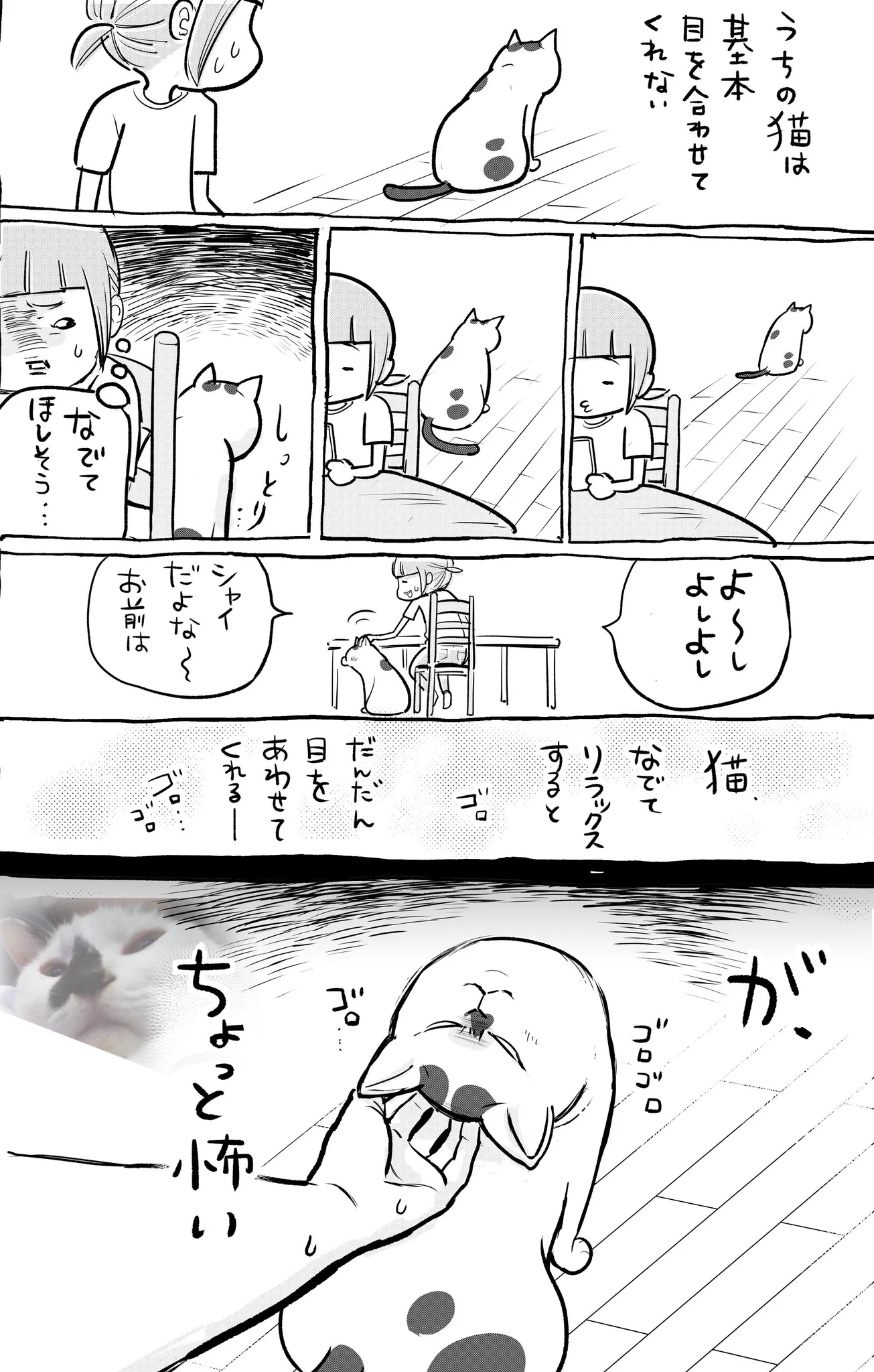 犬と猫どちらも飼っていると目と目が合うだけでとても楽しいww