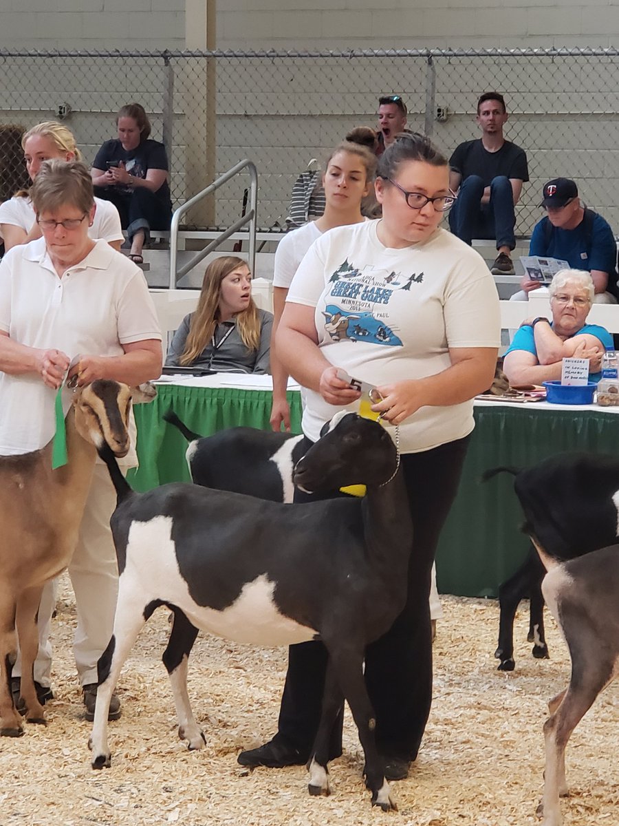 rural_sarah's tweet photo. Congrats to #EmeraldCity (@rdiana91) for her placement in the goat show at @mnstatefair! Beautiful #lamancha shown by a beautiful #farmer! https://t.co/u3zIh39uL9