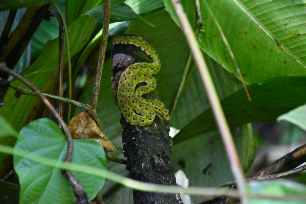 Escalin 🇪🇸 tweet media