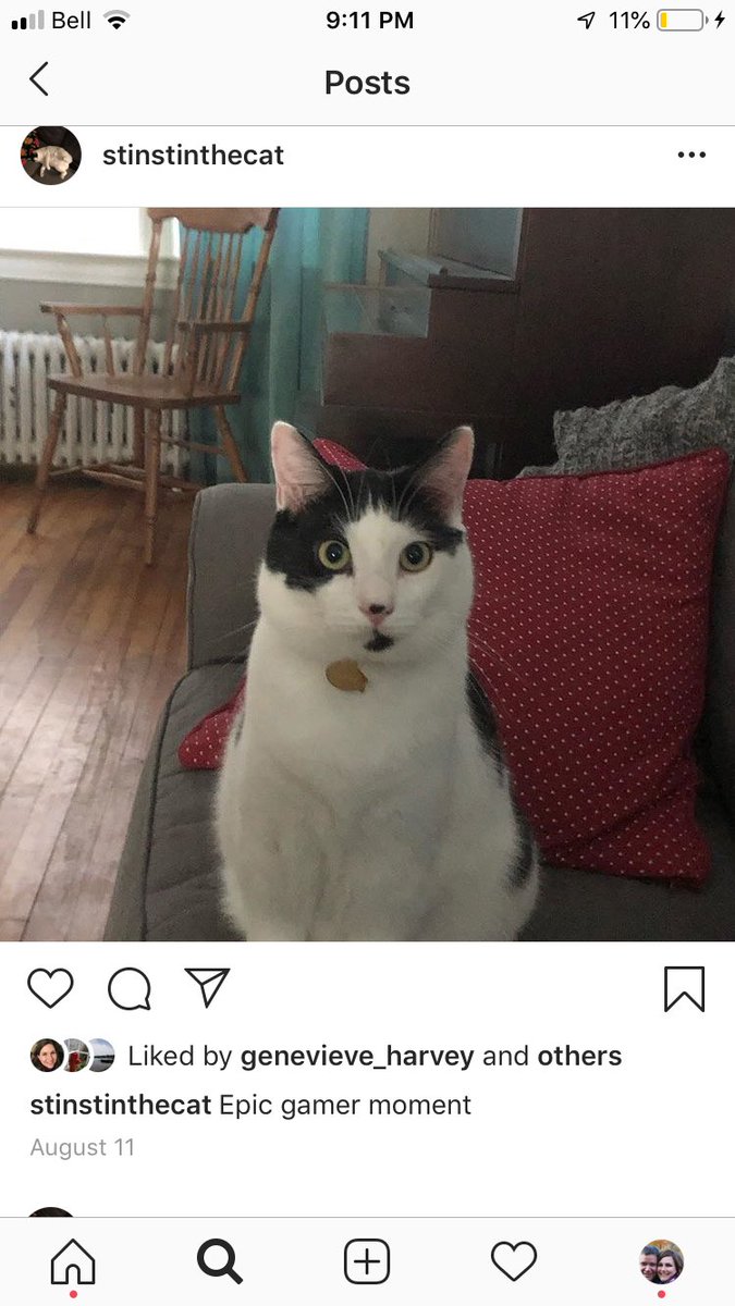 Our cat is missing. Please let me know if you see him. Many thanks!