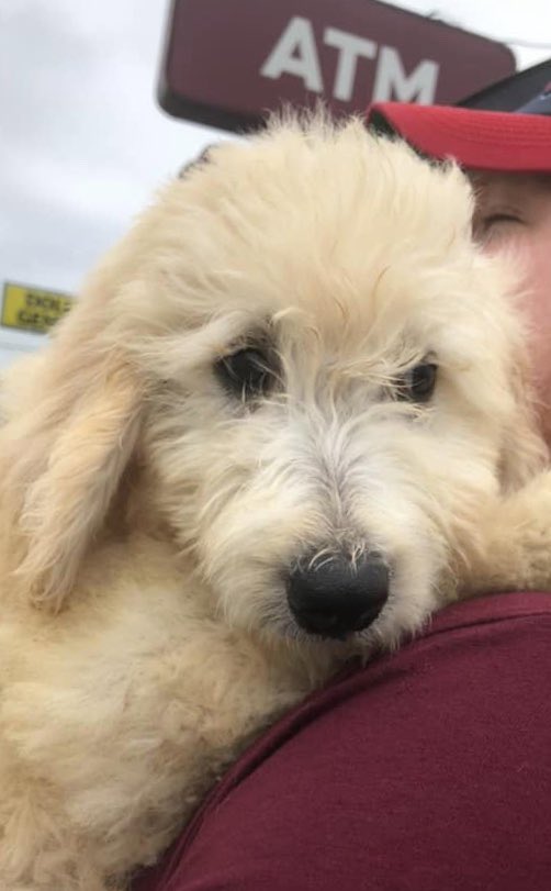 The newest member of the fam... meet Riggs. #goldendoodle #ifinallycaved <a href="/Cape1DS/">Cape 5 Direct Sales</a>