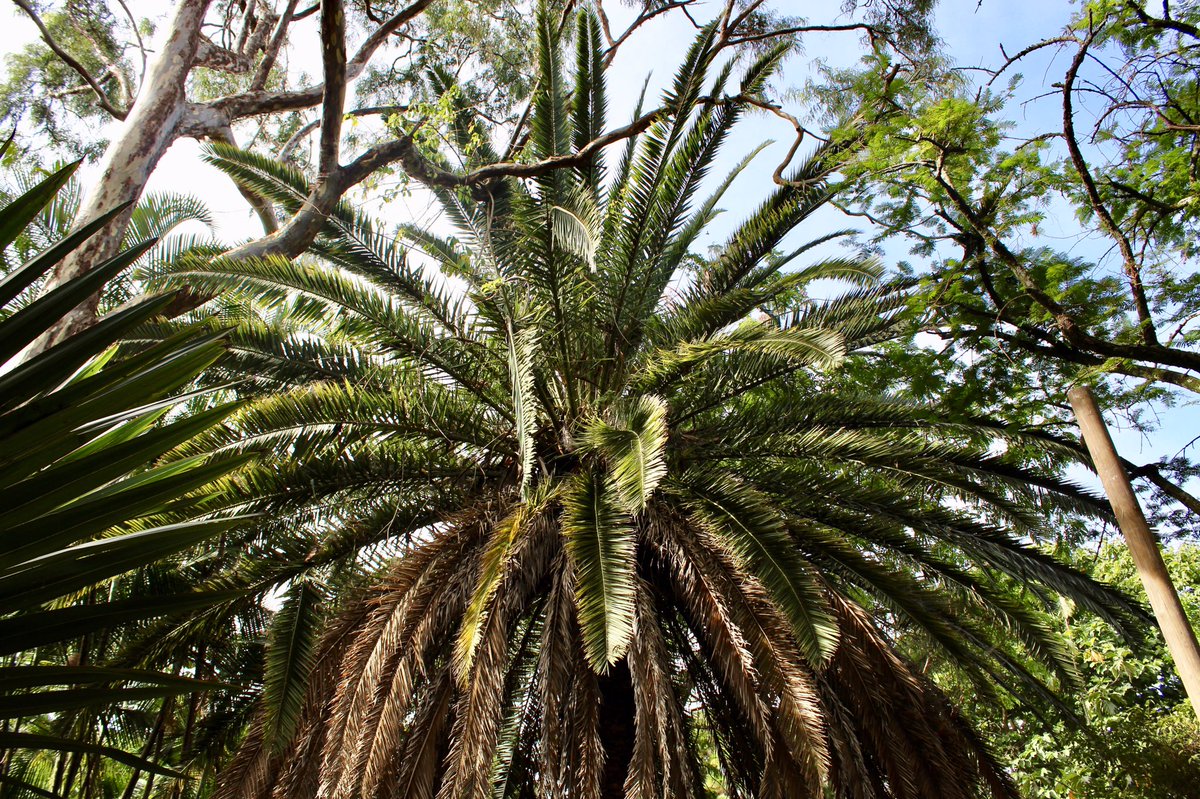 Magnificent Colombia tweet media