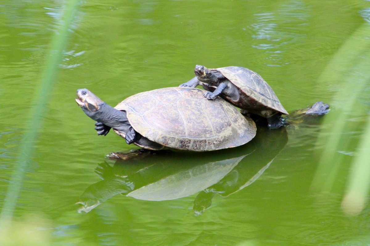 Magnificent Colombia tweet media