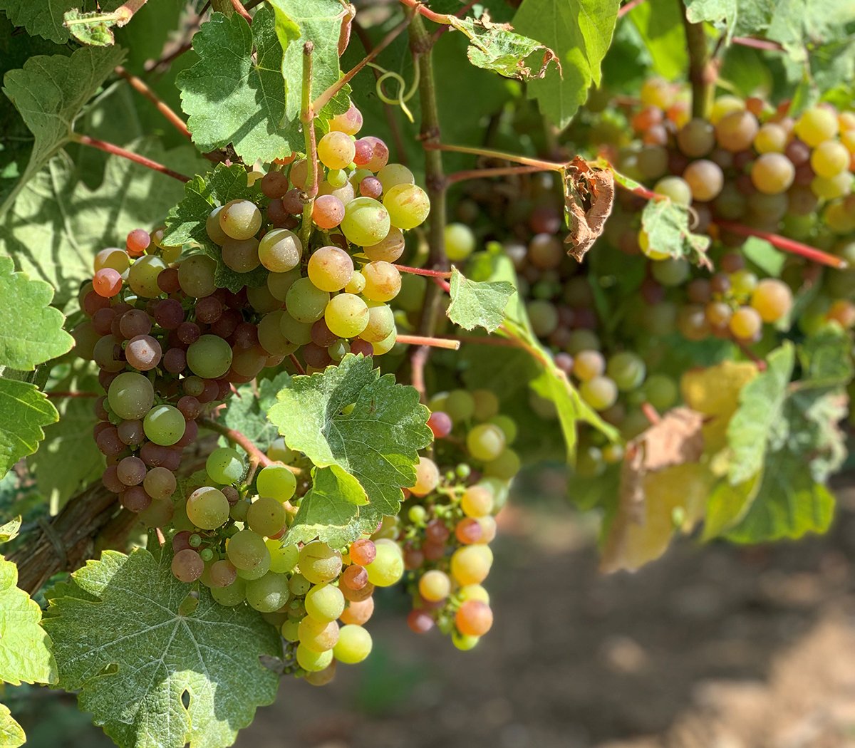 WestCoastFood.ca (@westcoastfoodca) on Twitter photo Let's talk about Siegerrebe ... the "grape of the Fraser Valley"! #WestCoastFood #ExploreBC #ExploreCanada <a href="/TourismLangley/">Tourism Langley</a> <a href="/ChabertonWinery/">Chaberton Estate Winery</a> <a href="/GailJohnsonVan/">Gail Johnson</a> ow.ly/jPnU50vOVpS Let's talk about Siegerrebe ... the "grape of the Fraser Valley"! #WestCoastFood #ExploreBC #ExploreCanada <a href="/TourismLangley/">Tourism Langley</a> <a href="/ChabertonWinery/">Chaberton Estate Winery</a> <a href="/GailJohnsonVan/">Gail Johnson</a> ow.ly/jPnU50vOVpS