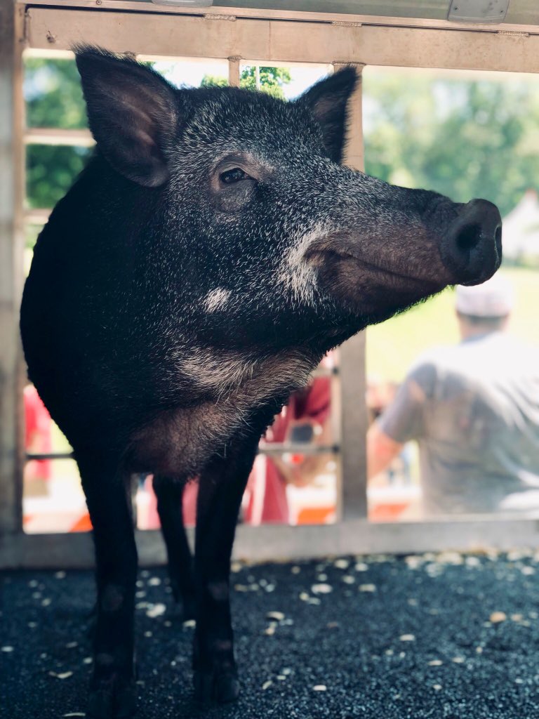 Tusk_UA's tweet photo. All smiles for 1-0!!! 🐗🏈#WinAsOneRazorback https://t.co/QnccLg2dhw