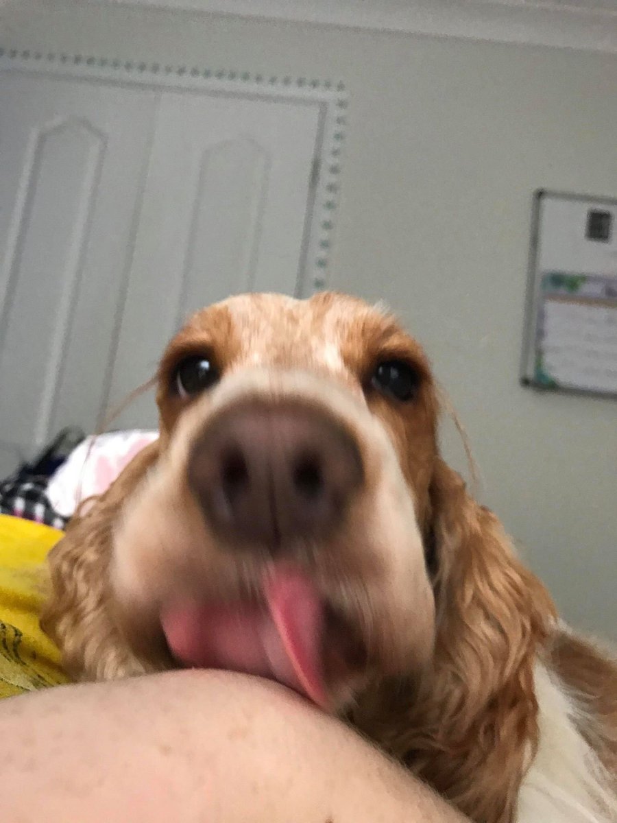 alice the dog tweet media