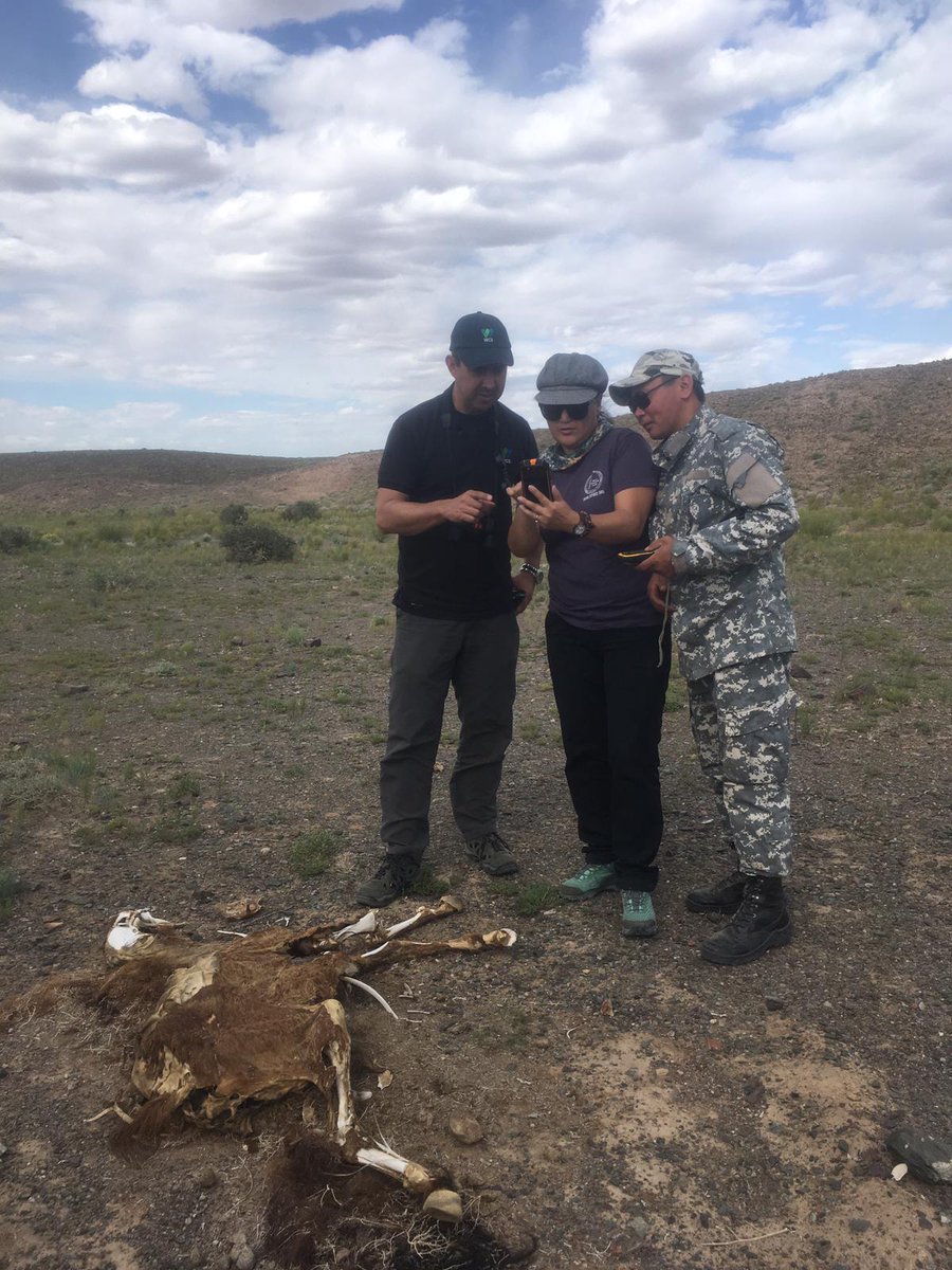 snowleopards's tweet image. Protection measures in Gobi turning smarter!
Citizen and Protected Area Rangers receive training on #SMARTPatrolling techniques in #SouthGobi, #Mongolia.