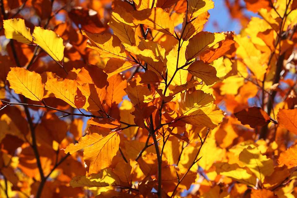 Image result for pictures of leaves on tree blowing in the wind"
