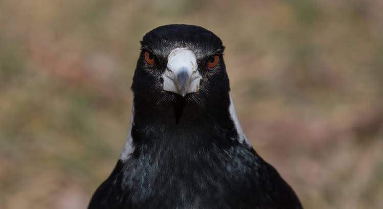 AussieEarpers's tweet image. Welcome to day 1 of free entertainment at your local park. #AustralianSpring #MagpiesWillTakeYourEyes #RunForYourLife