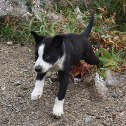 HuskyHomestead's tweet photo. Celebrating the weekend with a sneak peek at some new arrivals! They’ve already won our hearts. ❤️❤️❤️
.
.
.
#huskyhomestead #denalidestination #wheredogsareking #puppiesoftwitter #puppylove #redpaw #poweredbyredpaw #alaskanhusky #sleddog https://t.co/OaOYaQb76o